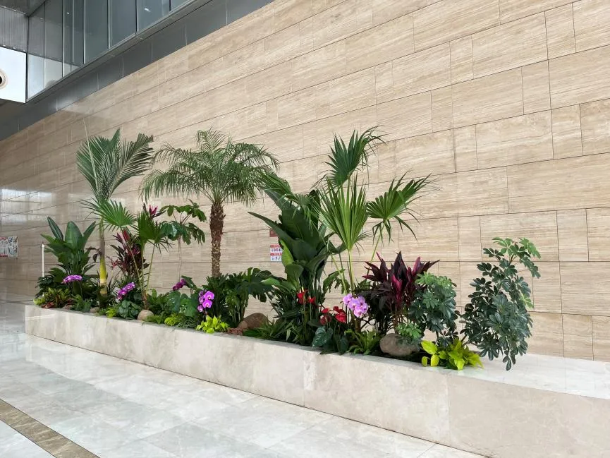 快来宁波余姚租植物，美化您的小天地