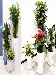 宁波鄞州盆景租摆专业